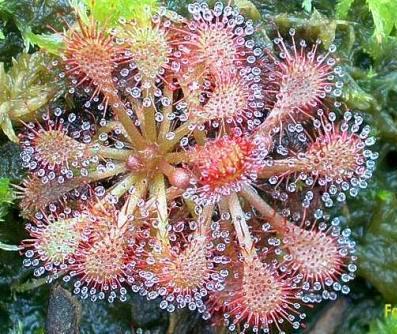 Drosera_spathulata Carnivora - 1-de vanzare 2019-2020- SEMINTE TROPICALE RARE