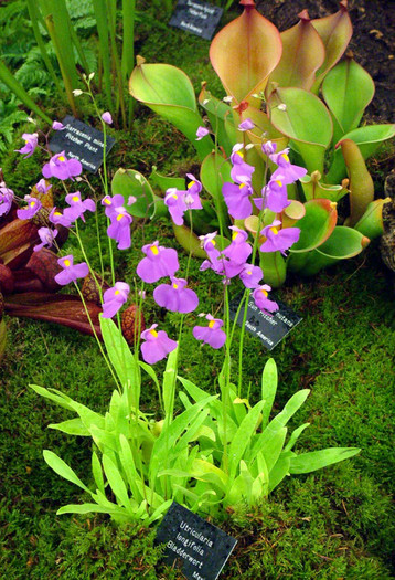 Utricularia longifolia Carnivora - 1-de vanzare 2019-2020- SEMINTE TROPICALE RARE