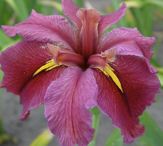 INDISPONIBIL  Iris louisiana Rhett - Iris louisiana rizomi bulbi