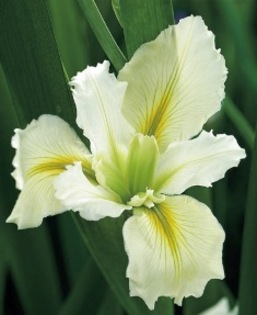 Iris louisiana Silent Woods