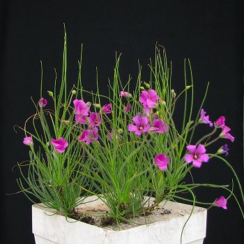 Byblis liniflora Carnivora - 1-de vanzare 2019-2020- SEMINTE TROPICALE RARE