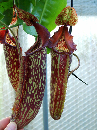Nepenthes maxima Carnivora - 1-de vanzare 2019-2020- SEMINTE TROPICALE RARE