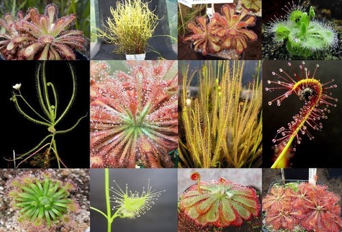Mix Drosera Carnivore pachet special - 1-de vanzare 2019-2020- SEMINTE TROPICALE RARE