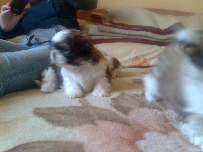 Imagine4420 - shih-tzu catei de vanzare