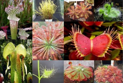 Mix Carnivore pachet special - 1-de vanzare 2019-2020- SEMINTE TROPICALE RARE