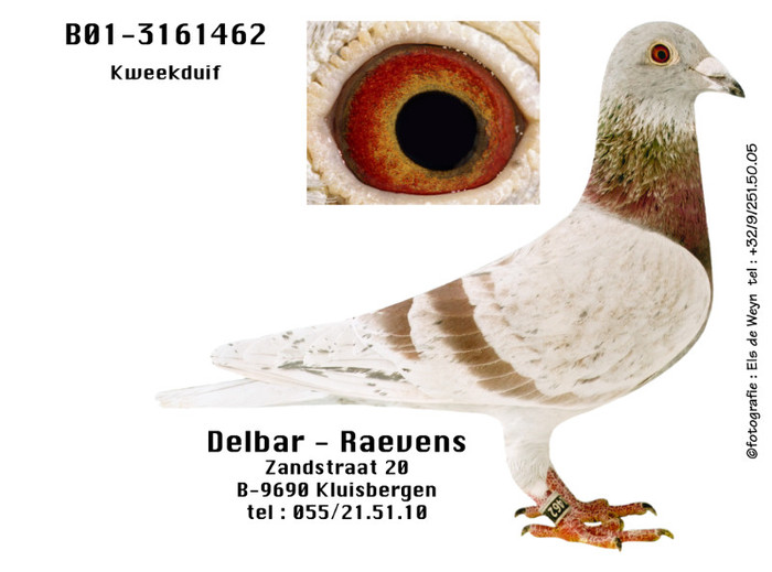 B01-3161462HR - Maurice Delbar