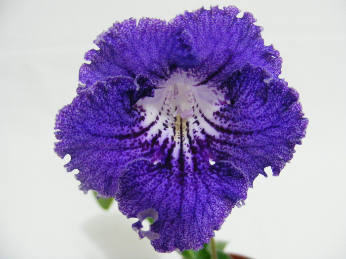 5 cm - streptocarpus JUSTA