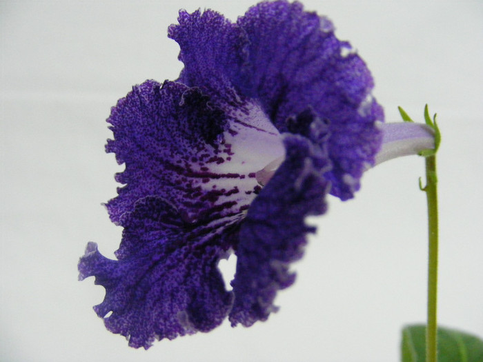  - streptocarpus JUSTA