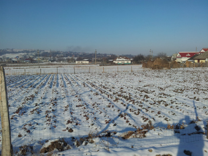 2011-12-26 11.20.19 - Capsuni cataratoare- vand stoloni