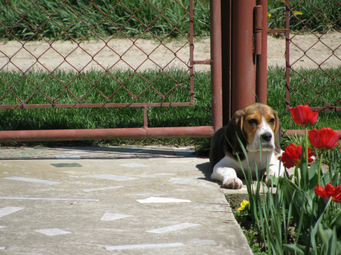 Bobo - 10- Cainii mei  Beagle