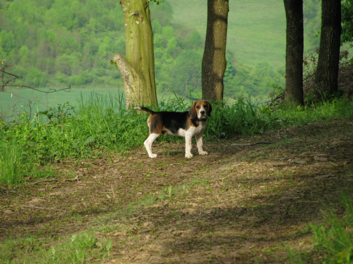 Bobo - 10- Cainii mei  Beagle