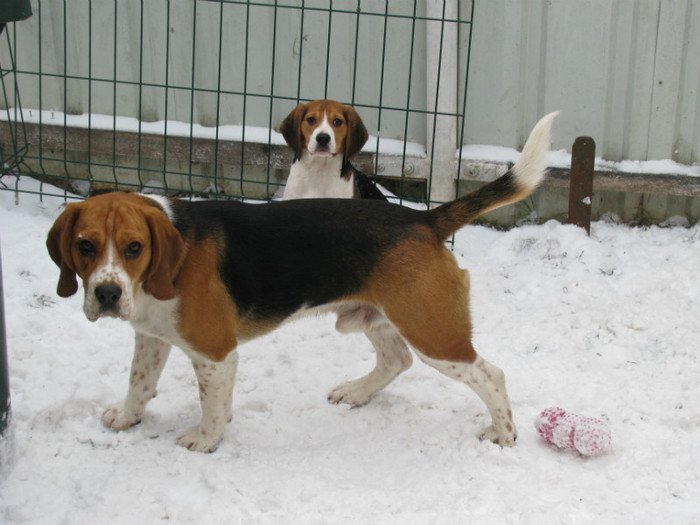 Bobo & Doly - 10- Cainii mei  Beagle
