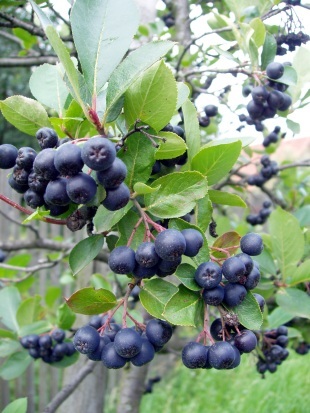aronia-melanocarpa fruct  antioxidant - a- copaci si plante diverse pt Romania