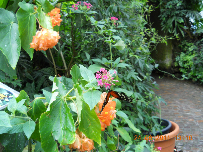192 - INSULA MAINAU- INSULA FLORILOR