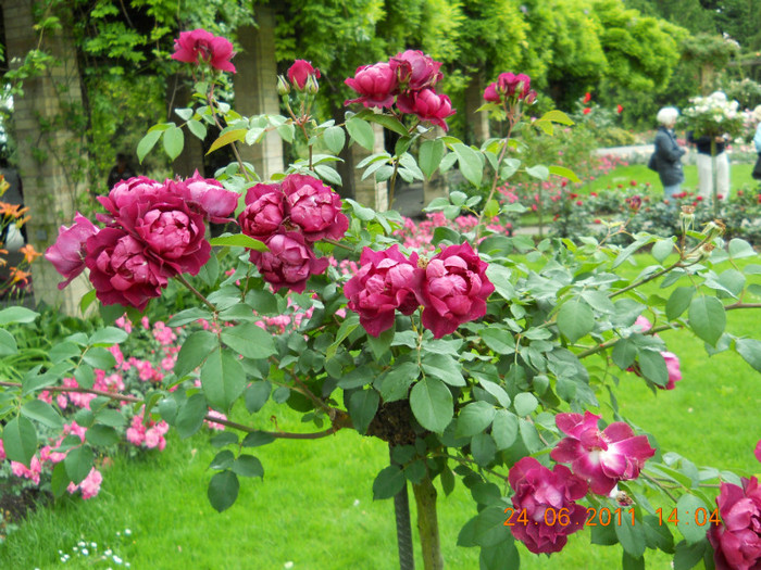 217 - INSULA MAINAU- INSULA FLORILOR