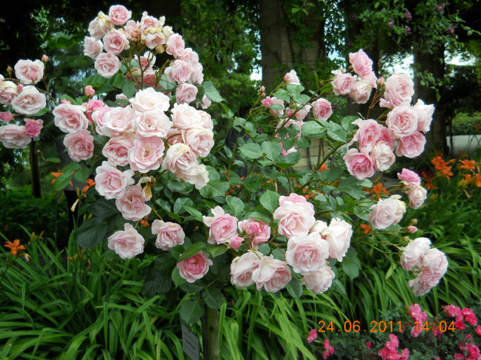 218 - INSULA MAINAU- INSULA FLORILOR