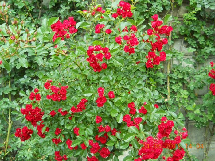 219 - INSULA MAINAU- INSULA FLORILOR