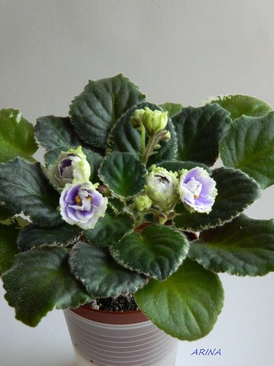 buckeye seductress - 0 Violete africane-saintpaulia februarie 2012