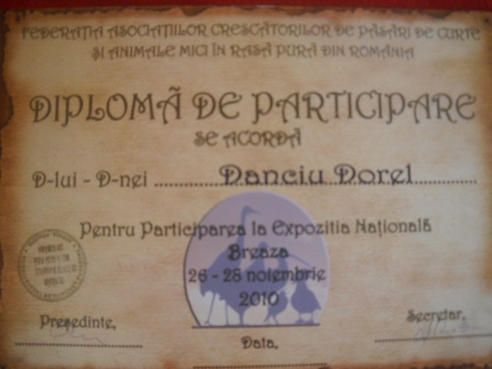 dorel dorel 356 - CUPE SI DIPLOME