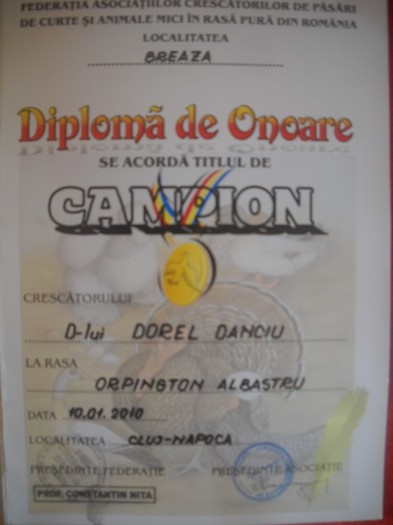 dorel dorel 358 - CUPE SI DIPLOME