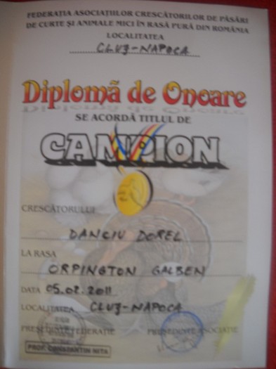 dorel dorel 355 - CUPE SI DIPLOME