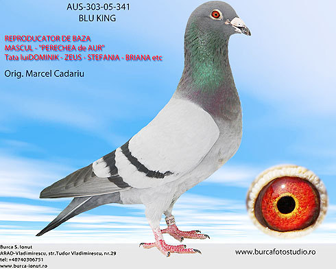 AUS 303-05-341  ,,Blue King''