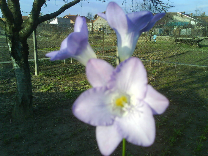 016 FREESIA hibrida - FLORI IN GRADINA MEA