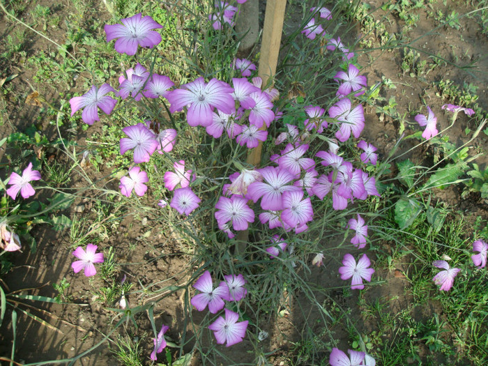 006 AGROSTEMMA GITHAGO - FLORI IN GRADINA MEA