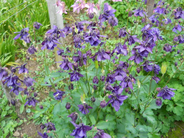 013 AQUILEGIA VULGARIS; CALDARUSA
