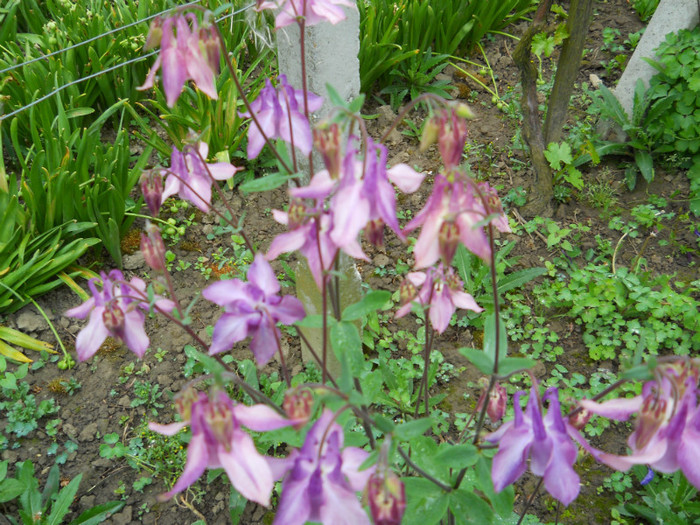 014 AQUILEGIA VULGARIS - FLORI IN GRADINA MEA