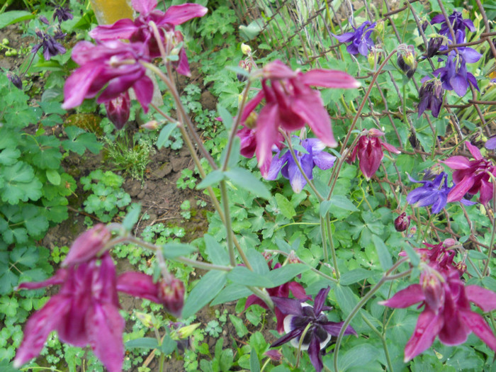 018 AQUILEGIA VULGARIS; CALDARUSA
