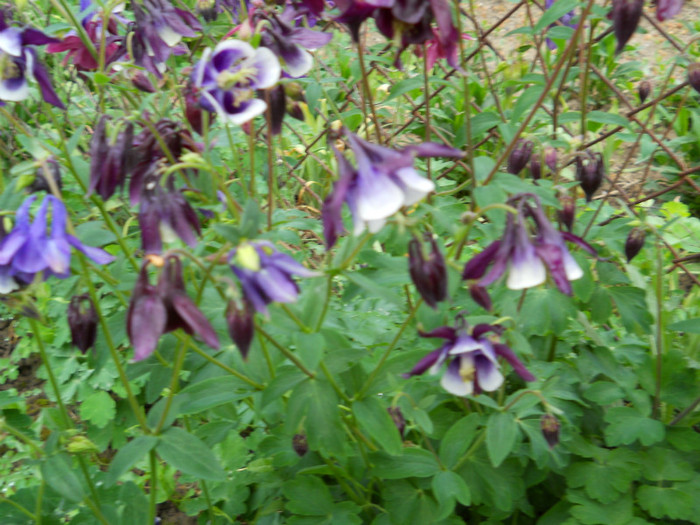 019 AQUILEGIA VULGARIS - Caldarusa - FLORI IN GRADINA MEA