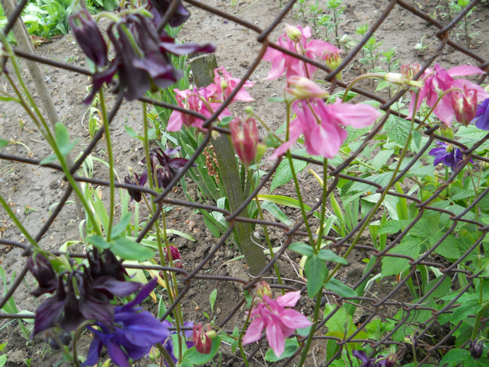 020 AQUILEGIA VULGARIS _ Caldarusa - FLORI IN GRADINA MEA