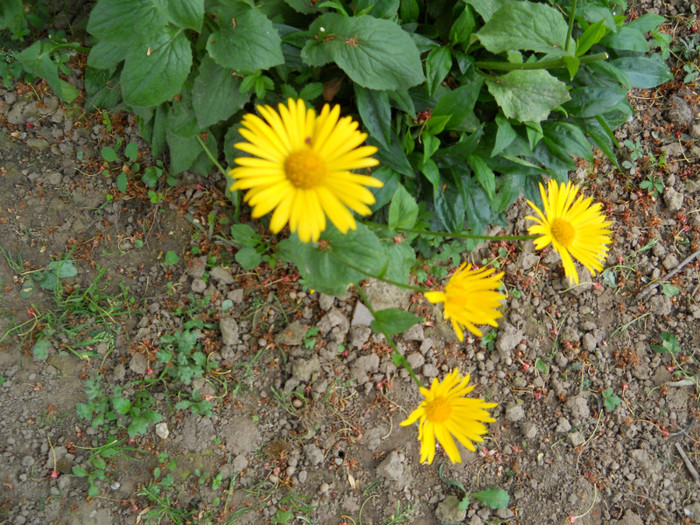 023 DORONICUM ORIANTALE - FLORI IN GRADINA MEA