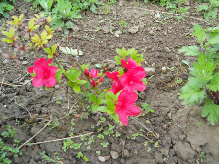 033 RHODODENDRON ARBOREUM - FLORI IN GRADINA MEA