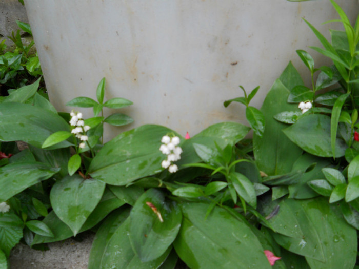 036 CONVALLARIA MAJALIS - FLORI IN GRADINA MEA