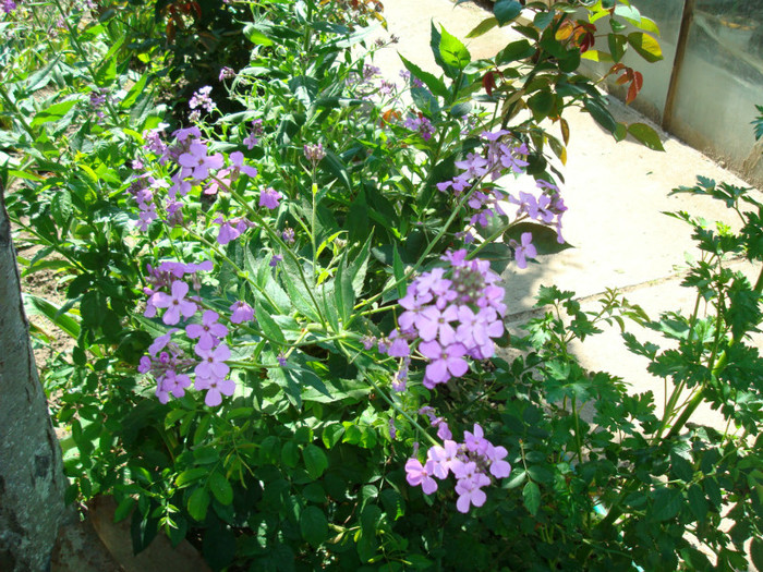 015 PHLOX PANICULATA