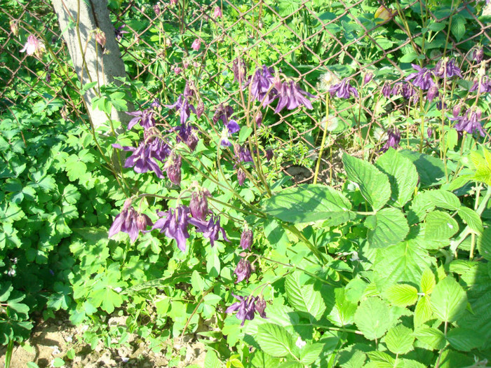 019 AQUILEGIA VULGARIS - Caldarusa