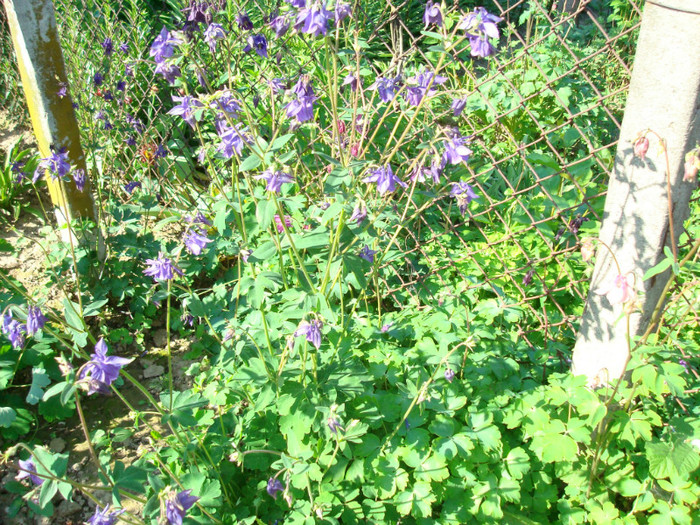 020 AQUILEGIA VULGARIS _ Caldarusa - FLORI IN GRADINA MEA