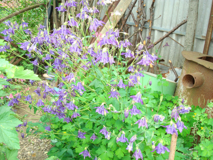 032 AQUILEGIA VULGARIS Caldarusa