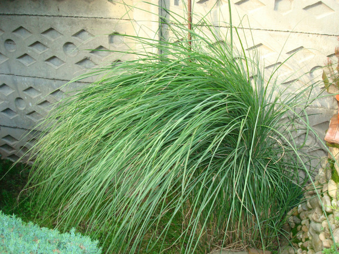 041 CORTADERIA SELLOANA-Iarba de Pampas - FLORI IN GRADINA MEA