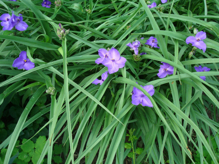 057 TRADESCANTIA VIRGINIE - FLORI IN GRADINA MEA