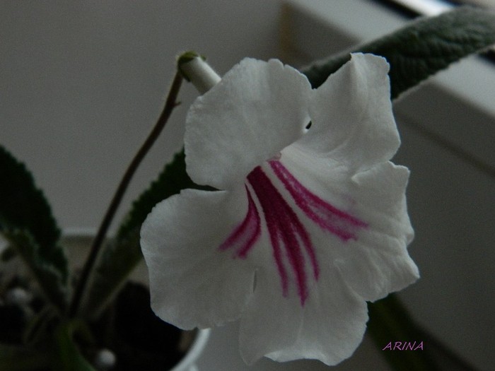 pocahontas - alte gesneriaceae 2012