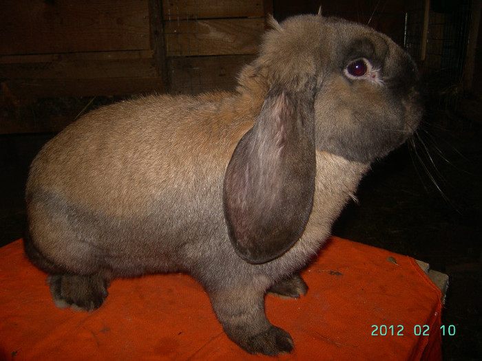 slatina10.02.12. 045