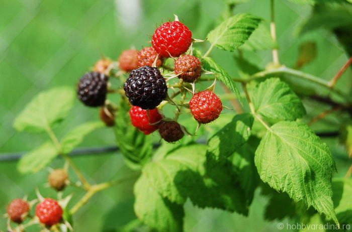 Mur fara tepi; fructe de mur
