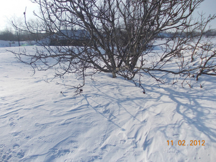Picture1 006 - zapezile de alta data- iarna2011- 2012