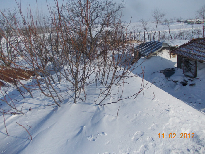 Picture1 010 - zapezile de alta data- iarna2011- 2012