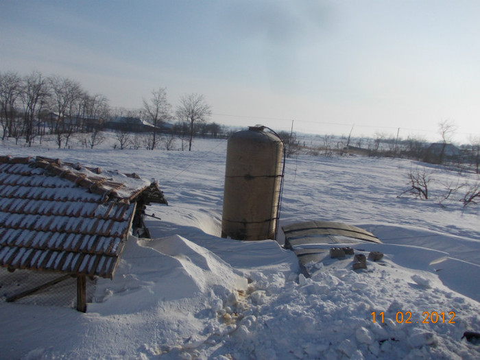 Picture1 011 - zapezile de alta data- iarna2011- 2012