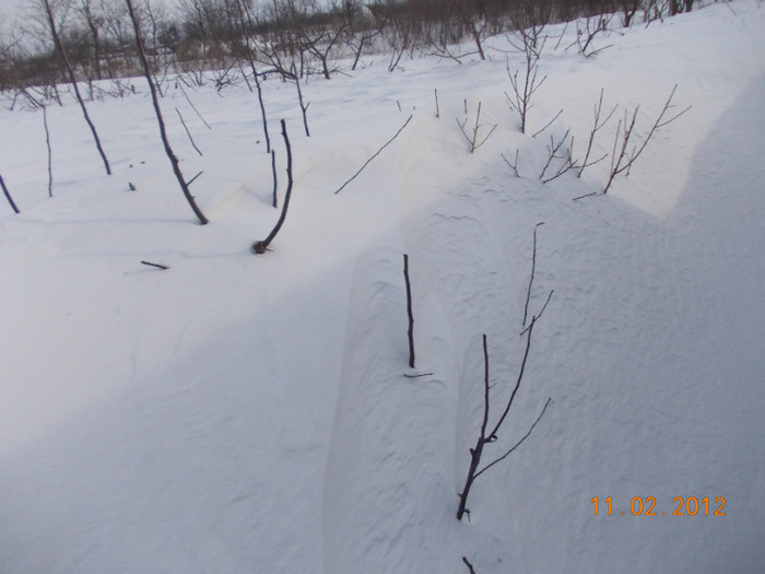 Picture1 035 - zapezile de alta data- iarna2011- 2012