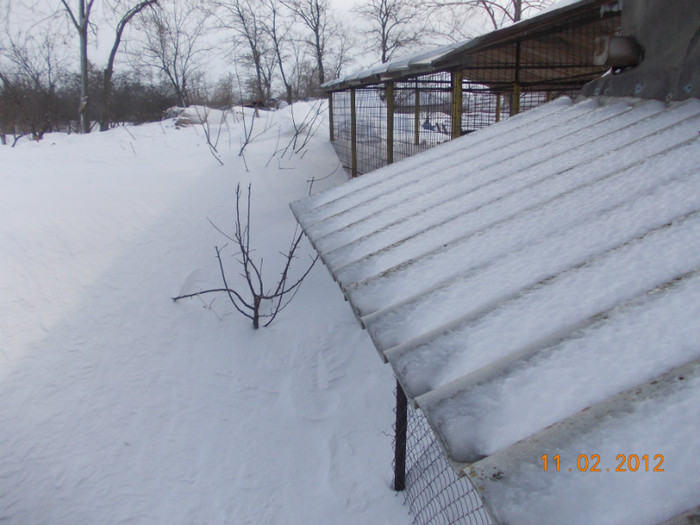 Picture1 036 - zapezile de alta data- iarna2011- 2012